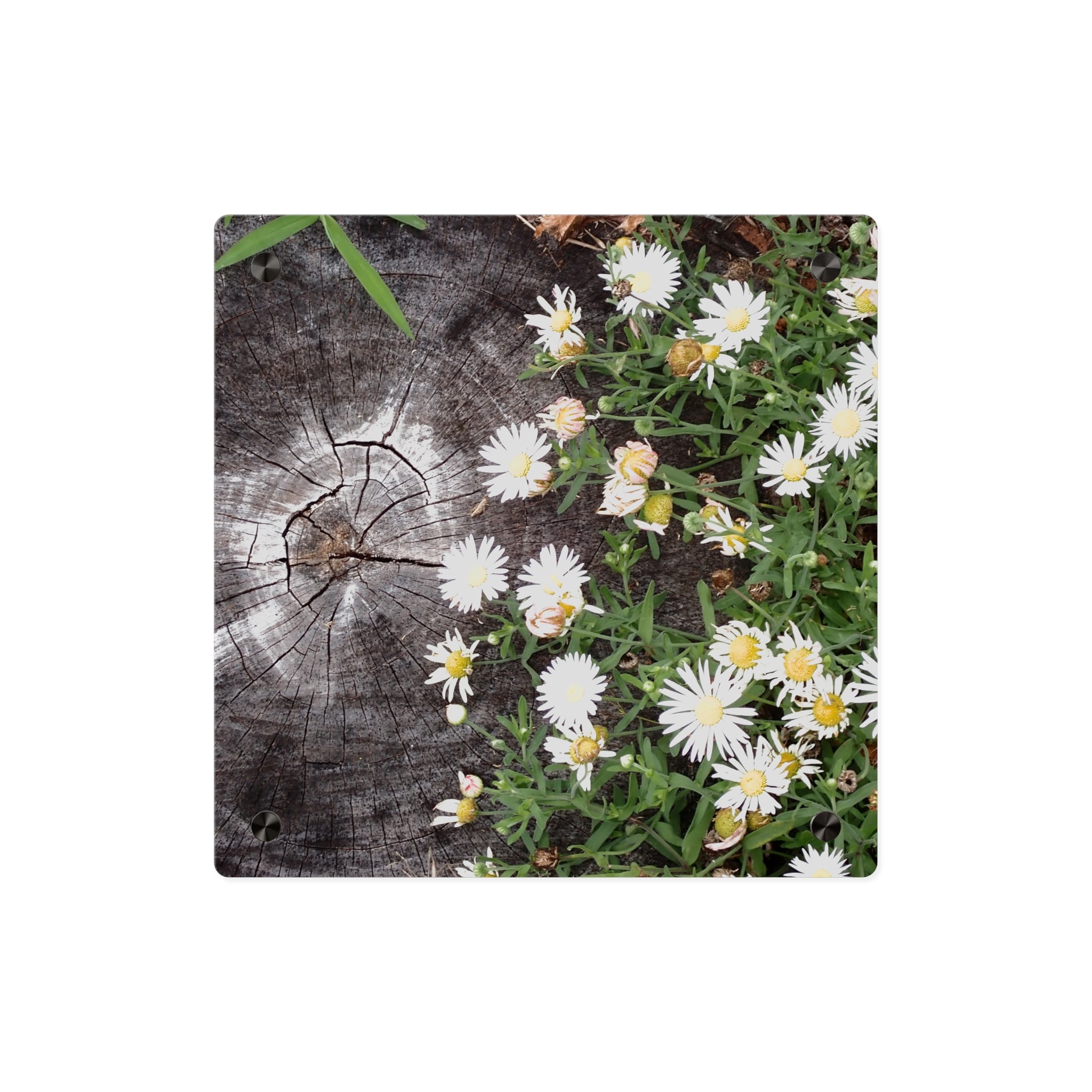Daisy & Weathered Wood Acrylic Wall Art Panel – Rustic Floral Home Décor