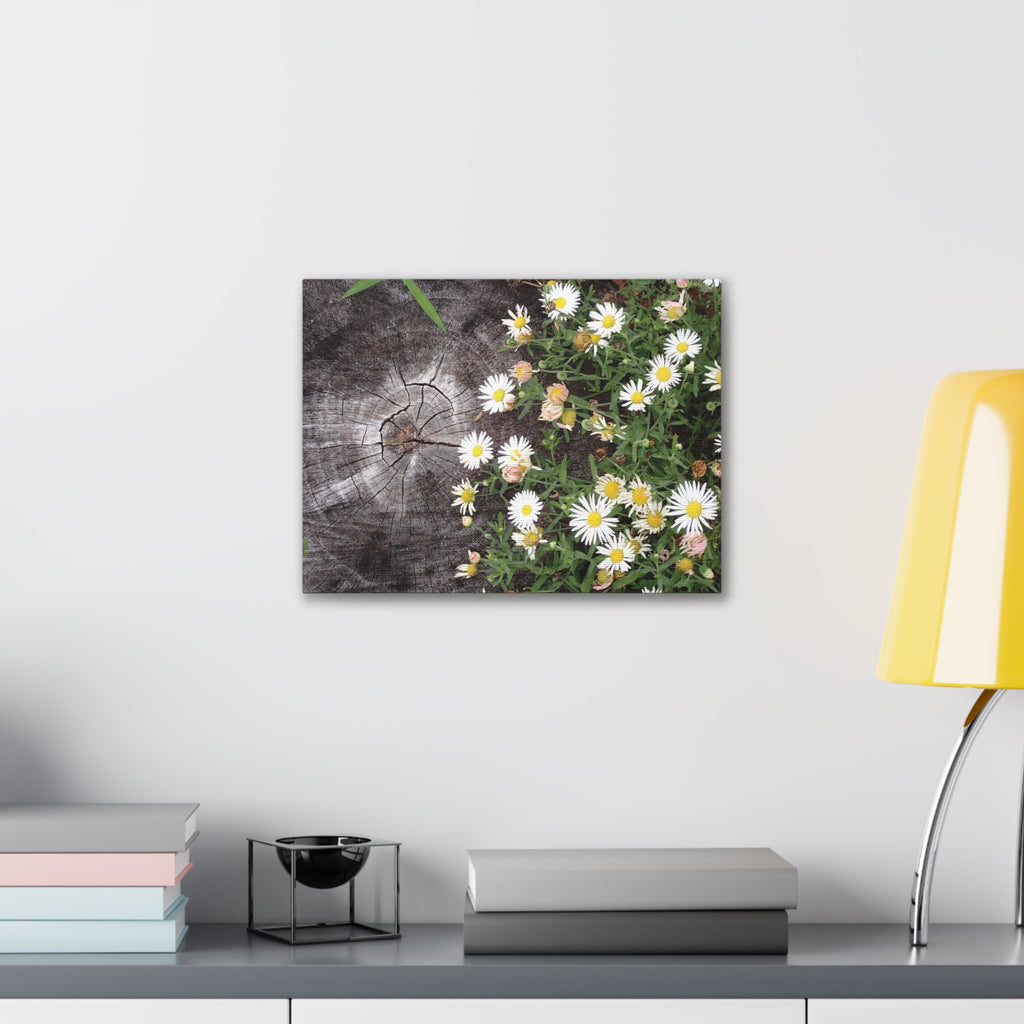 Daisies on Weathered Wood Canvas Wall Art