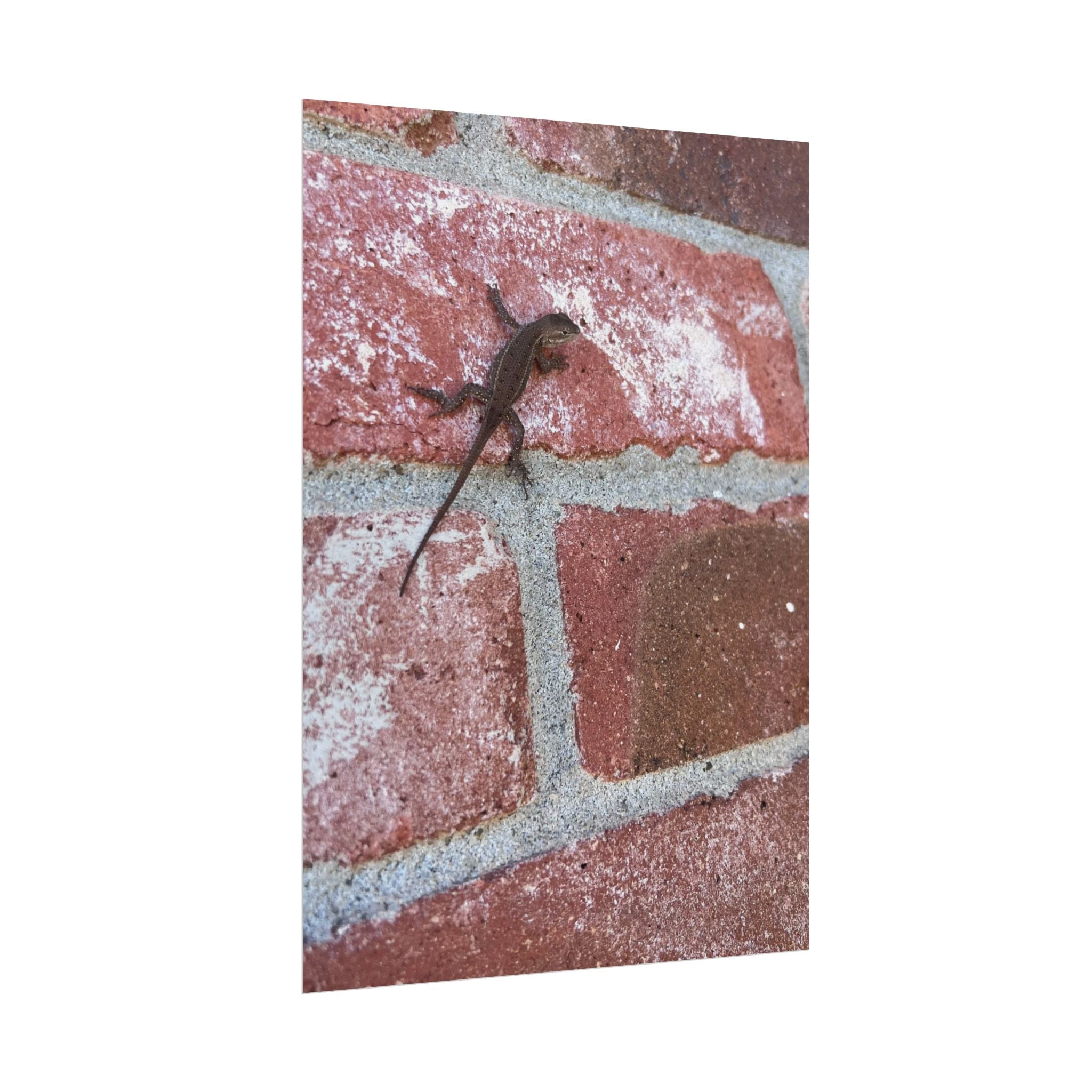 Lizard on Brick Wall Rolled Poster — Nature Photography Wall Art