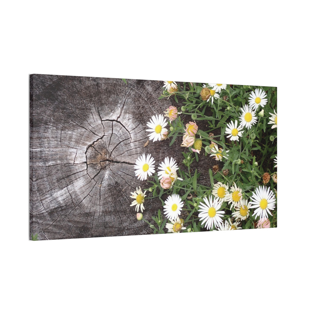 Daisies on Weathered Wood Canvas Wall Art