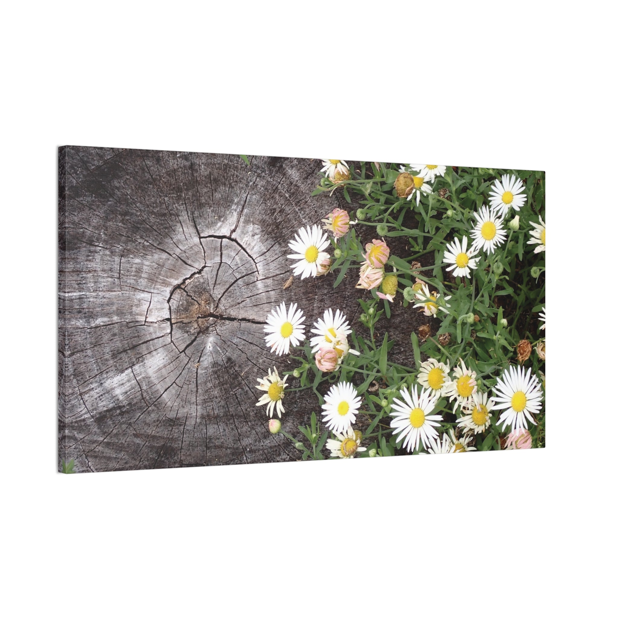 Daisies on Weathered Wood Canvas Wall Art