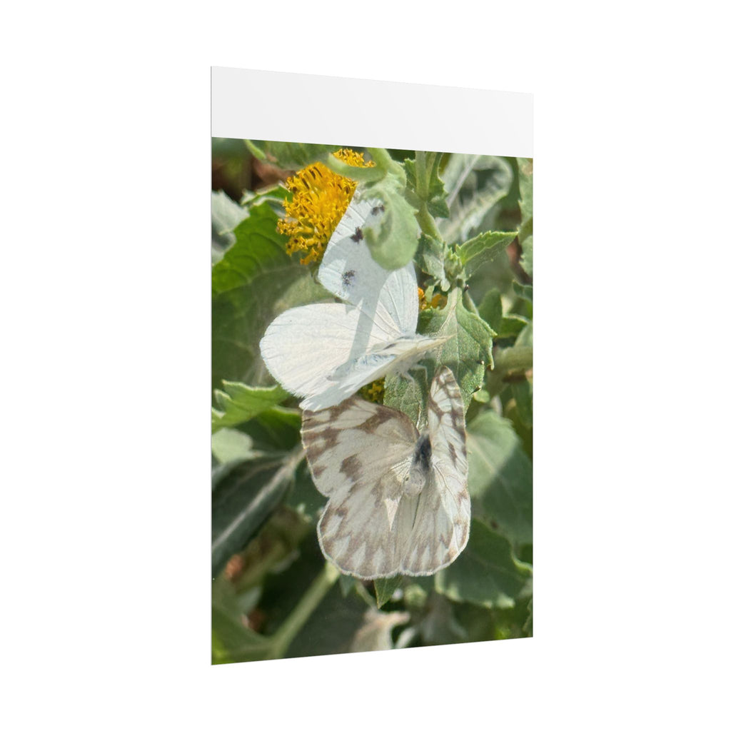 Butterfly Close-Up Rolled Poster — Nature Photography Wall Art