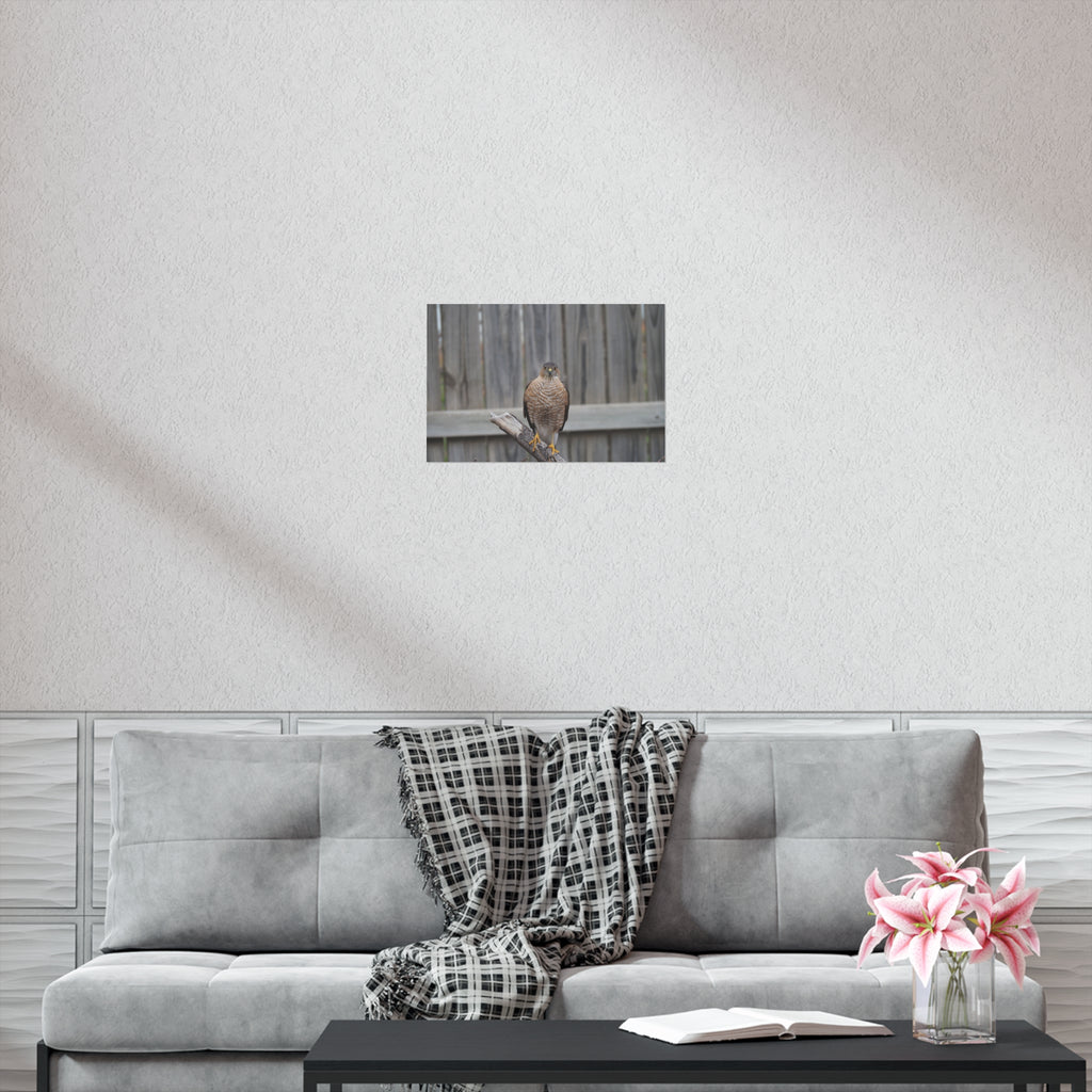 Sharp-Shinned Hawk Photo Poster — Wild Bird Wall Art Print