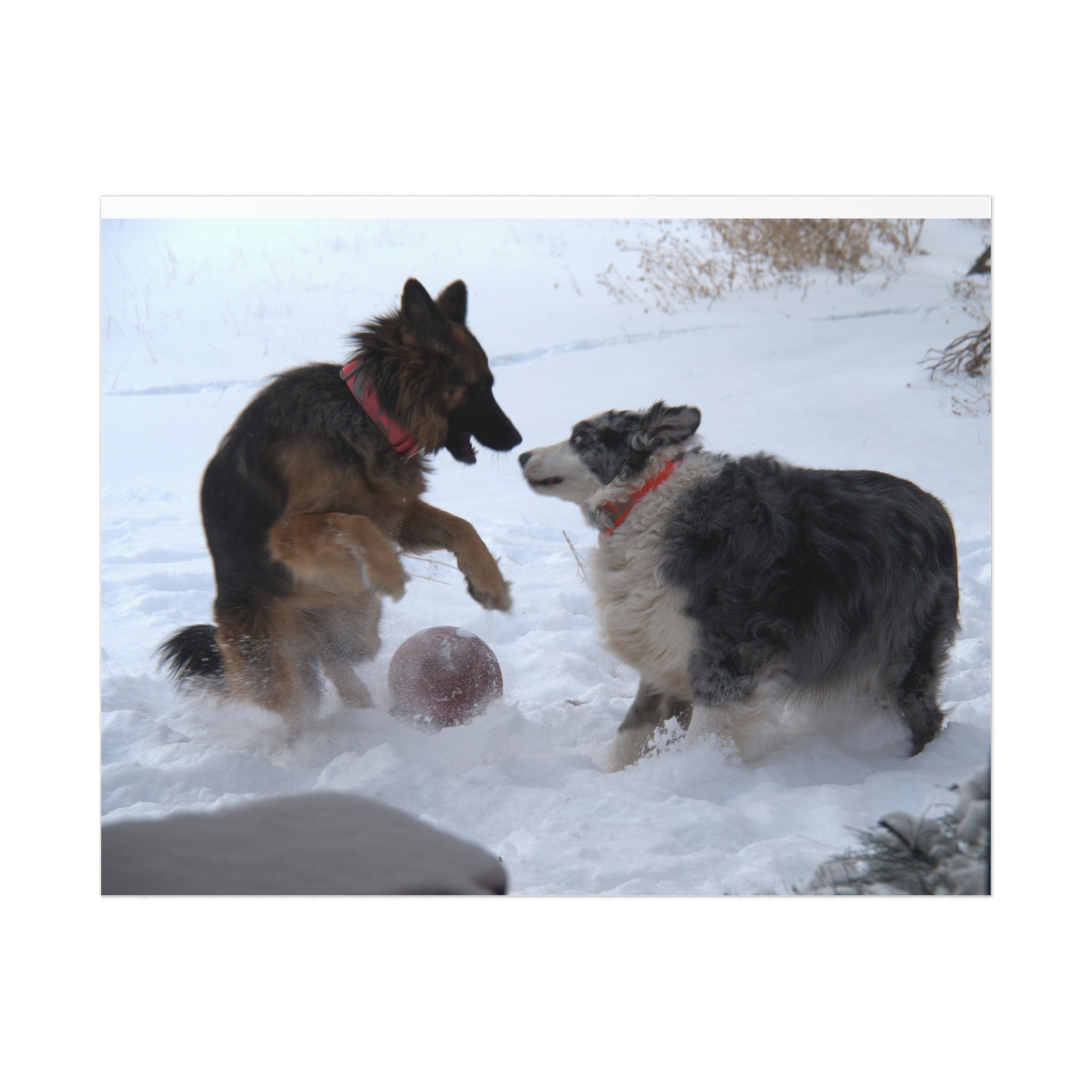 Dog Playful Winter Photo Poster — Two Dogs Playing in Snow Wall Art