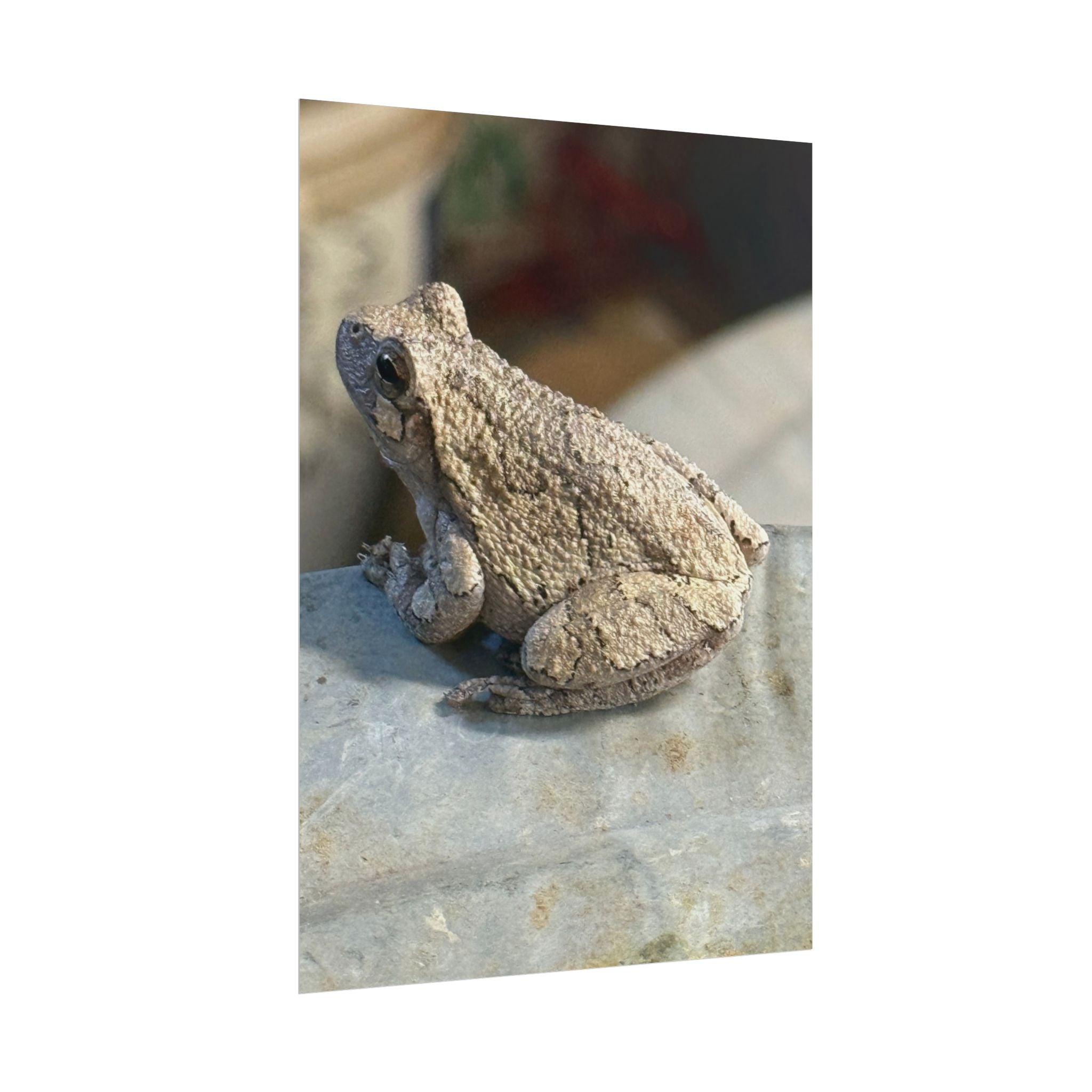 Tree Frog Photography Poster – Nature Wildlife Rolled Wall Art