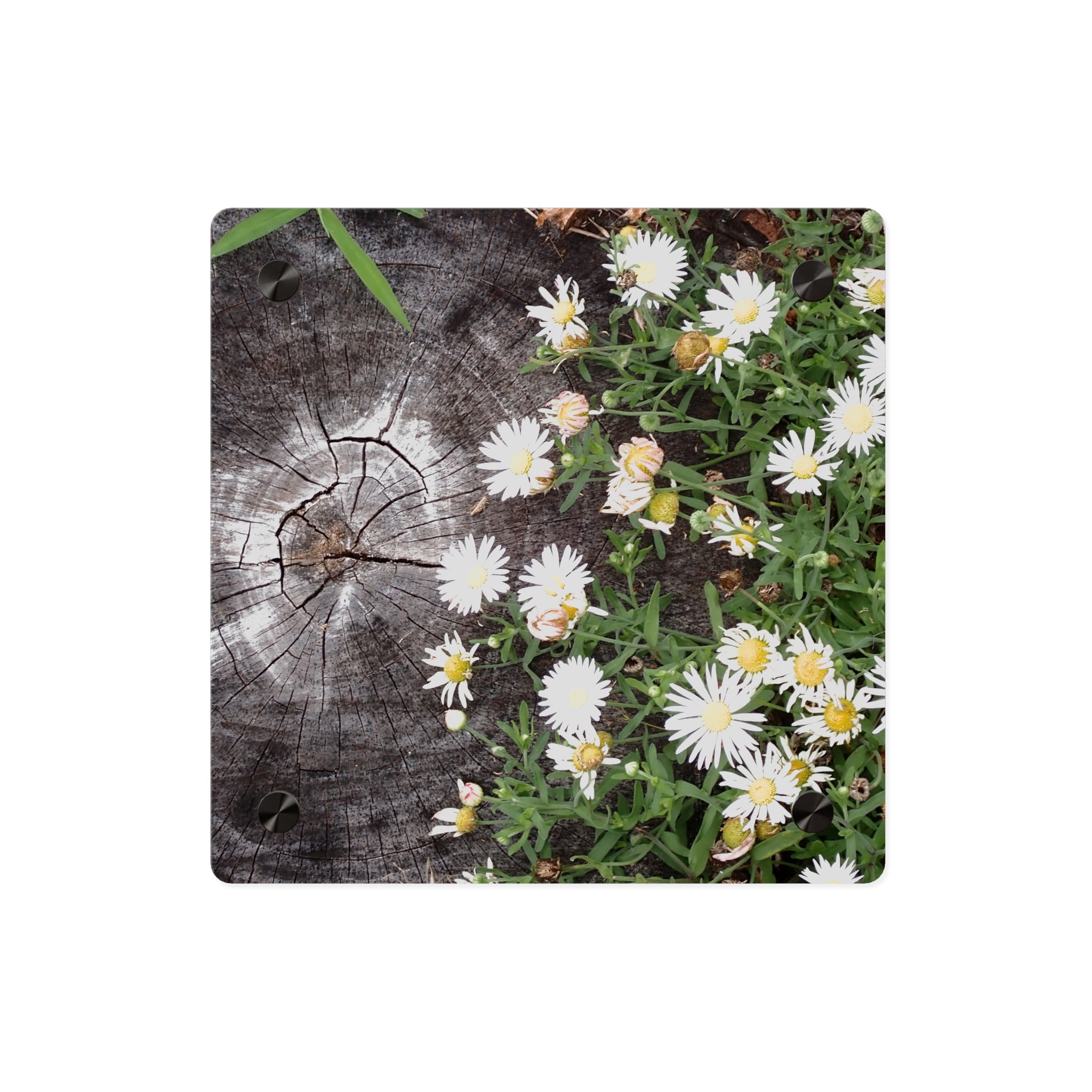 Daisy & Weathered Wood Acrylic Wall Art Panel – Rustic Floral Home Décor