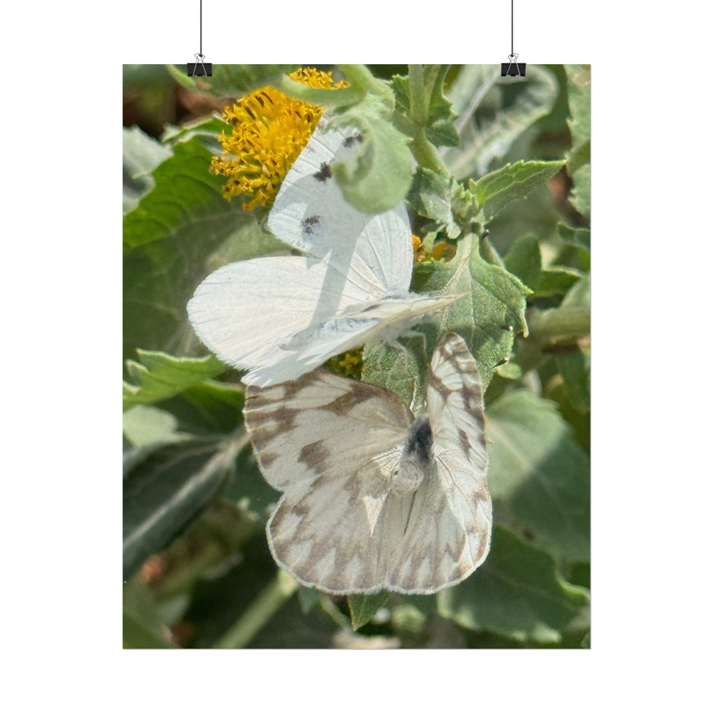 Butterfly Close-Up Rolled Poster — Nature Photography Wall Art