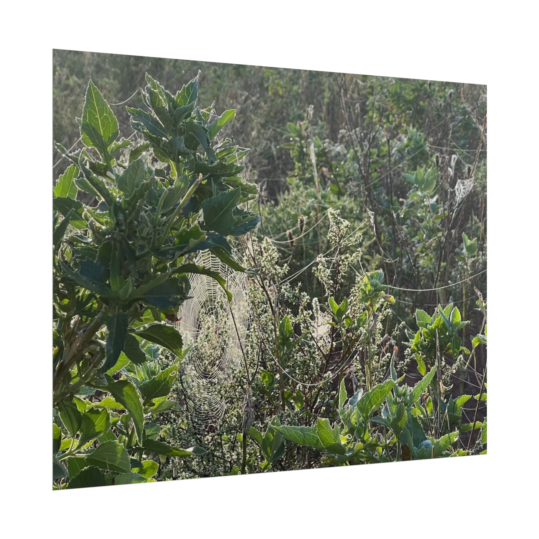 Botanical Greenery Poster — Wild Meadow Spider Web Rolled Art Print