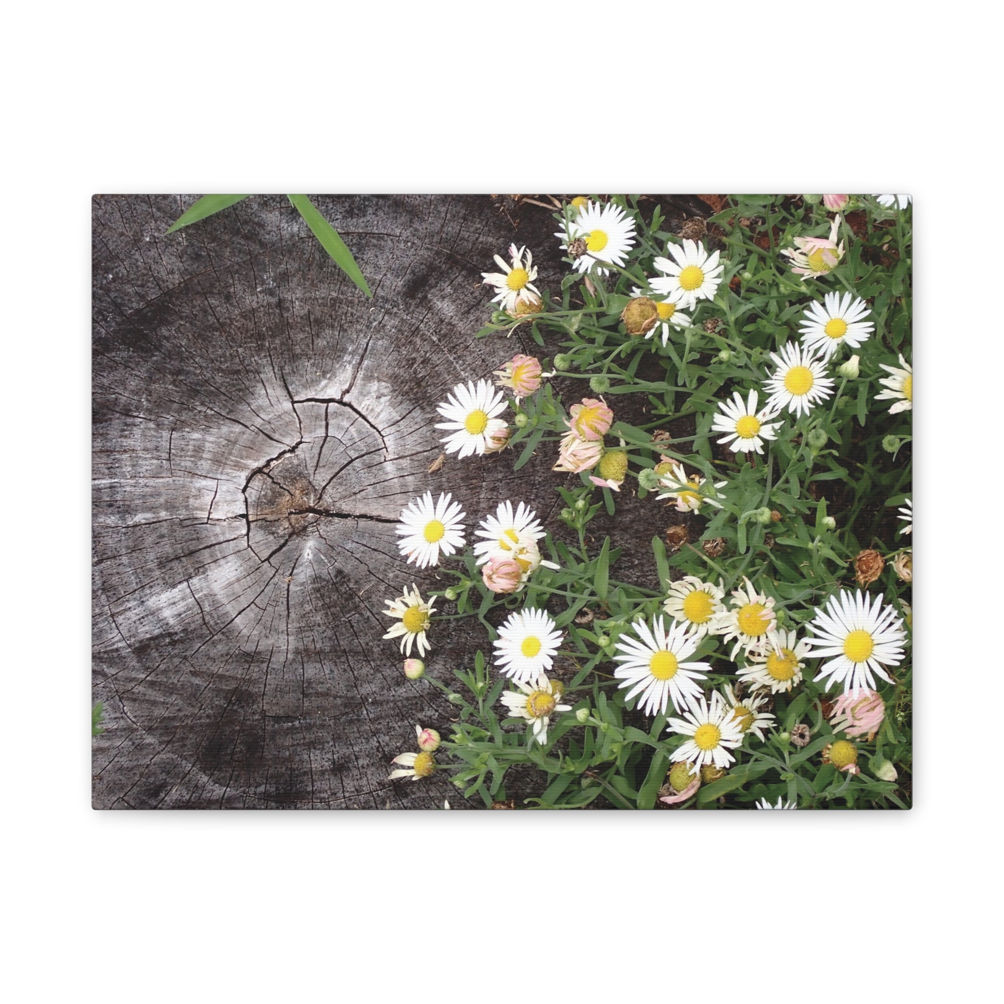 Daisies on Weathered Wood Canvas Wall Art