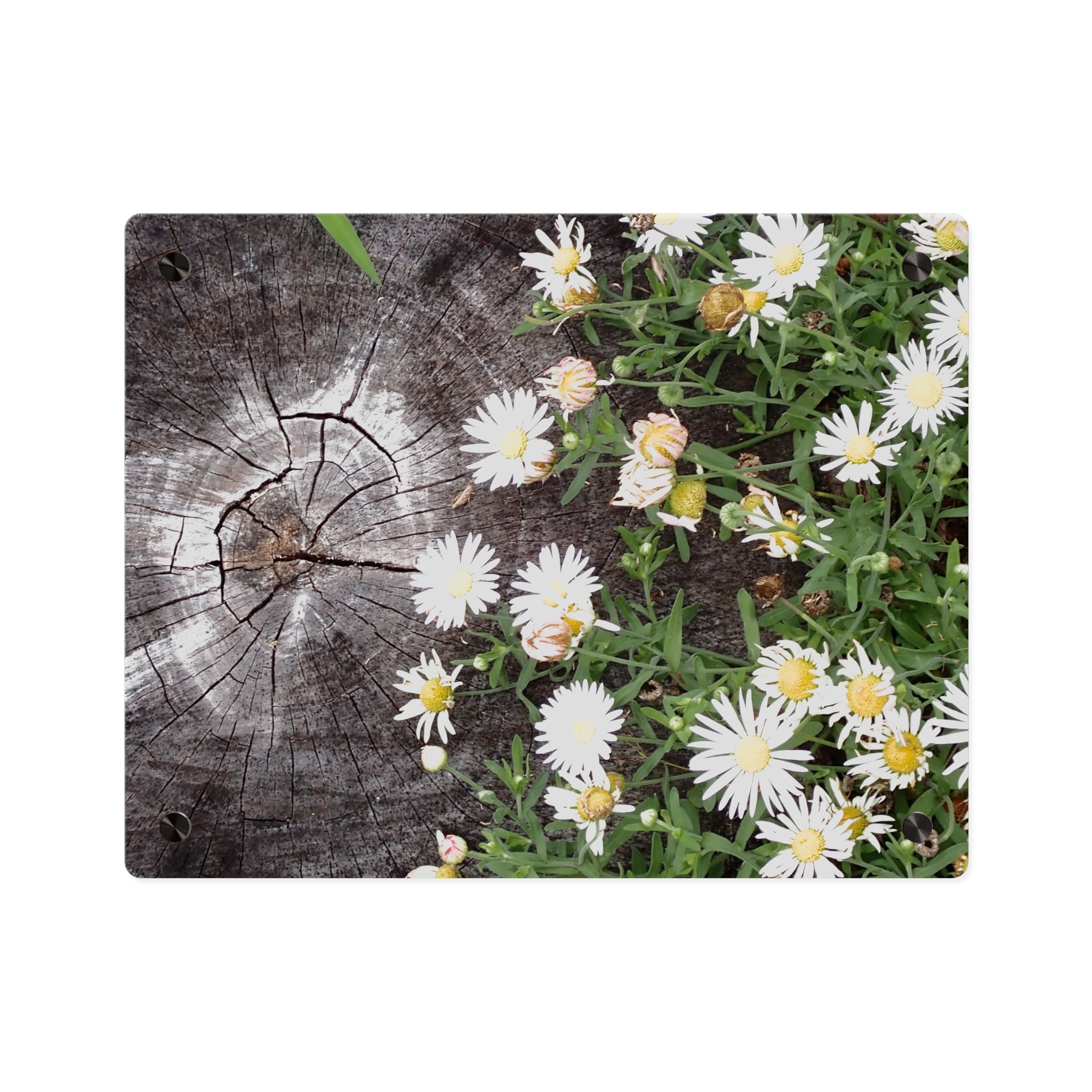 Daisy & Weathered Wood Acrylic Wall Art Panel – Rustic Floral Home Décor