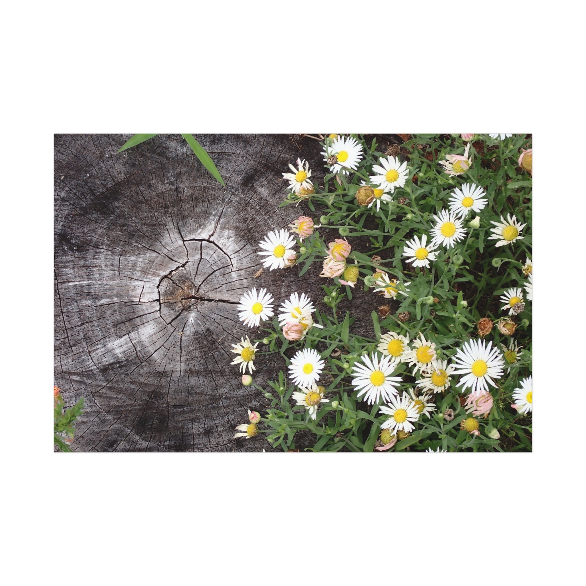 Daisy Cluster Poster