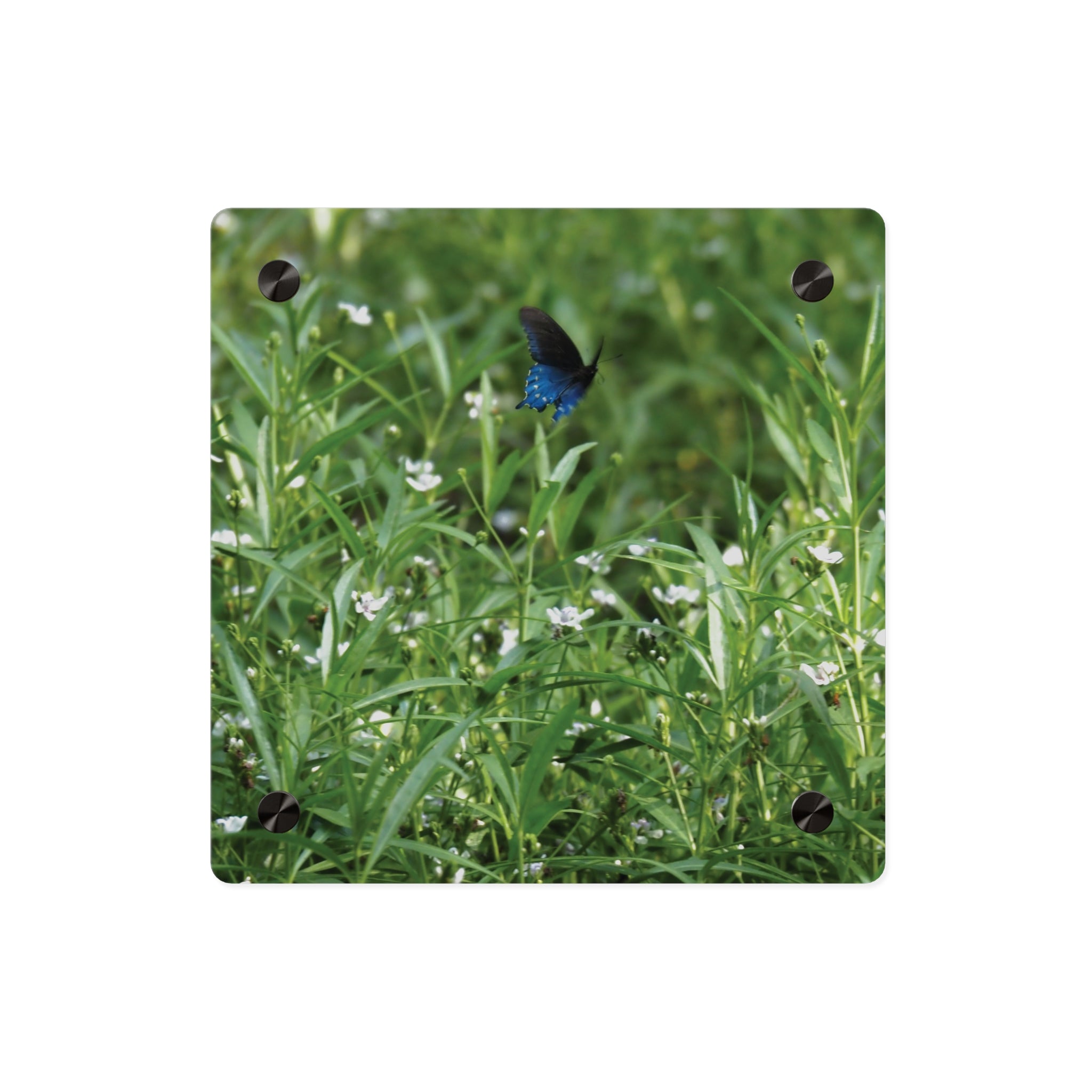 Acrylic Wall Art Panel – Blue Butterfly in Wildflower Meadow