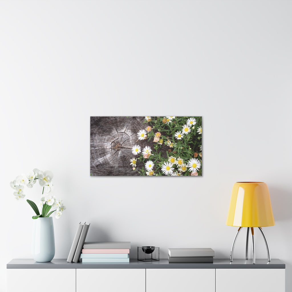 Daisies on Weathered Wood Canvas Wall Art