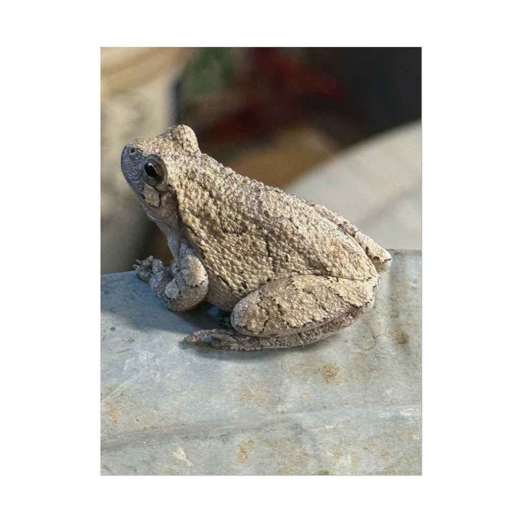 Tree Frog Photography Poster – Nature Wildlife Rolled Wall Art