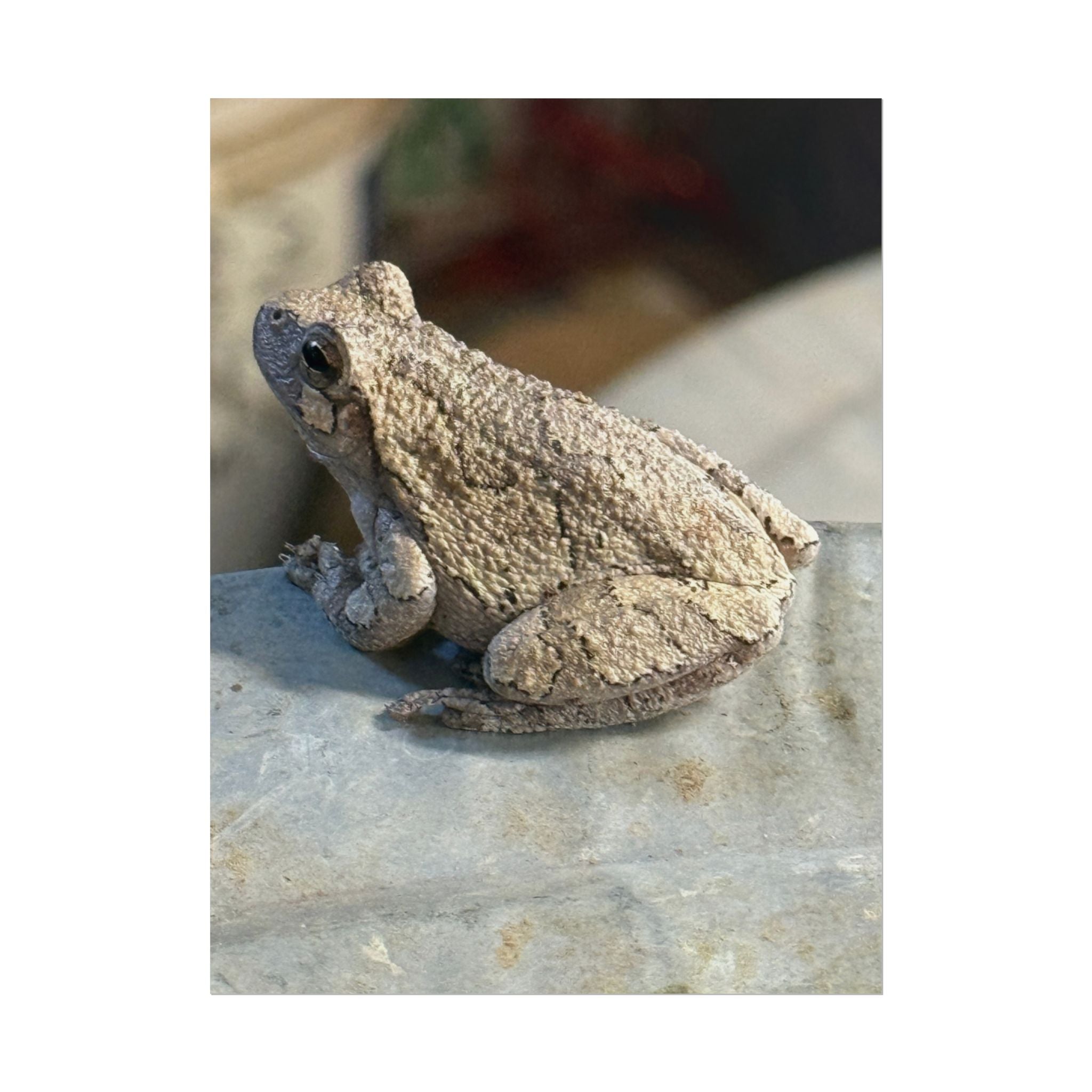 Tree Frog Photography Poster – Nature Wildlife Rolled Wall Art