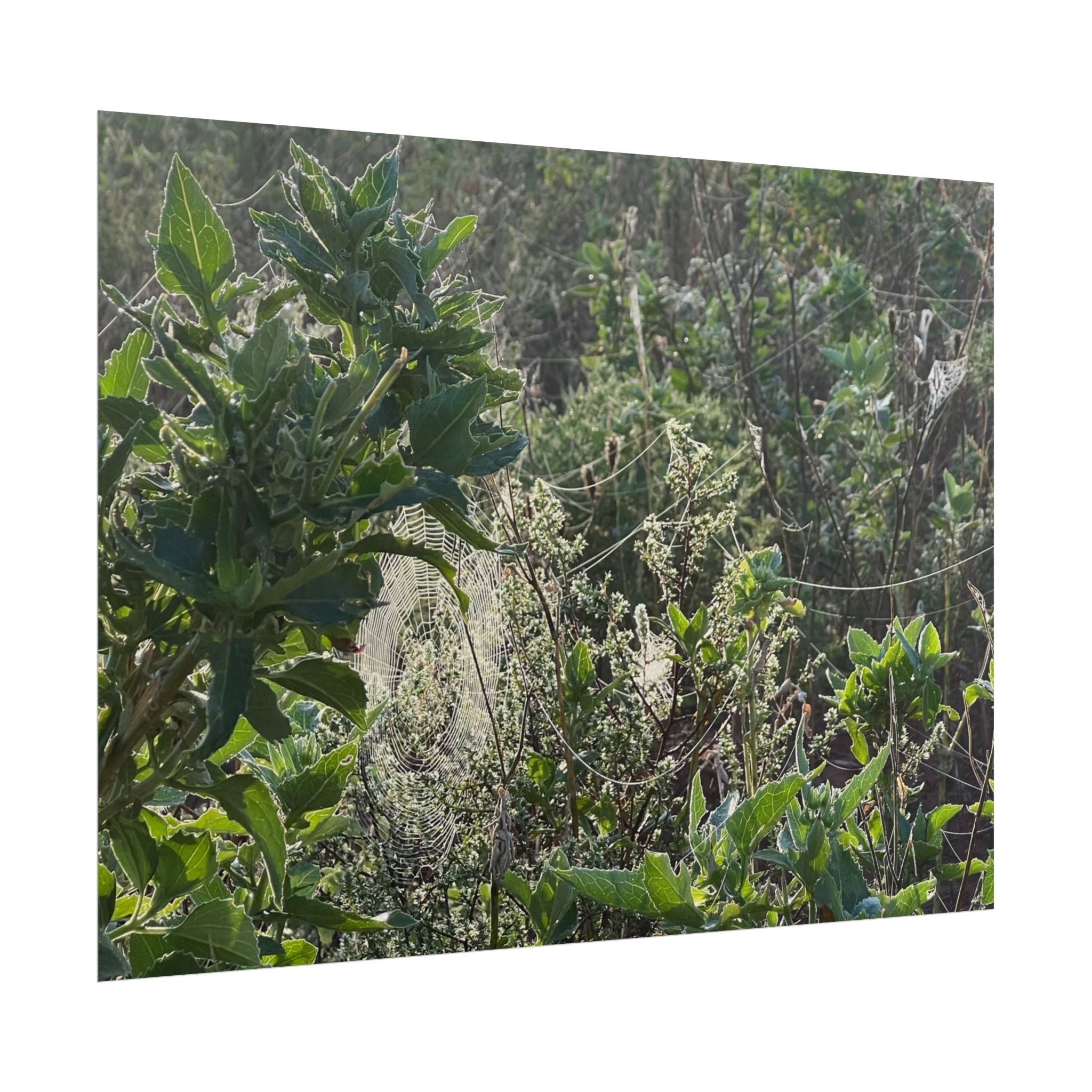 Botanical Greenery Poster — Wild Meadow Spider Web Rolled Art Print