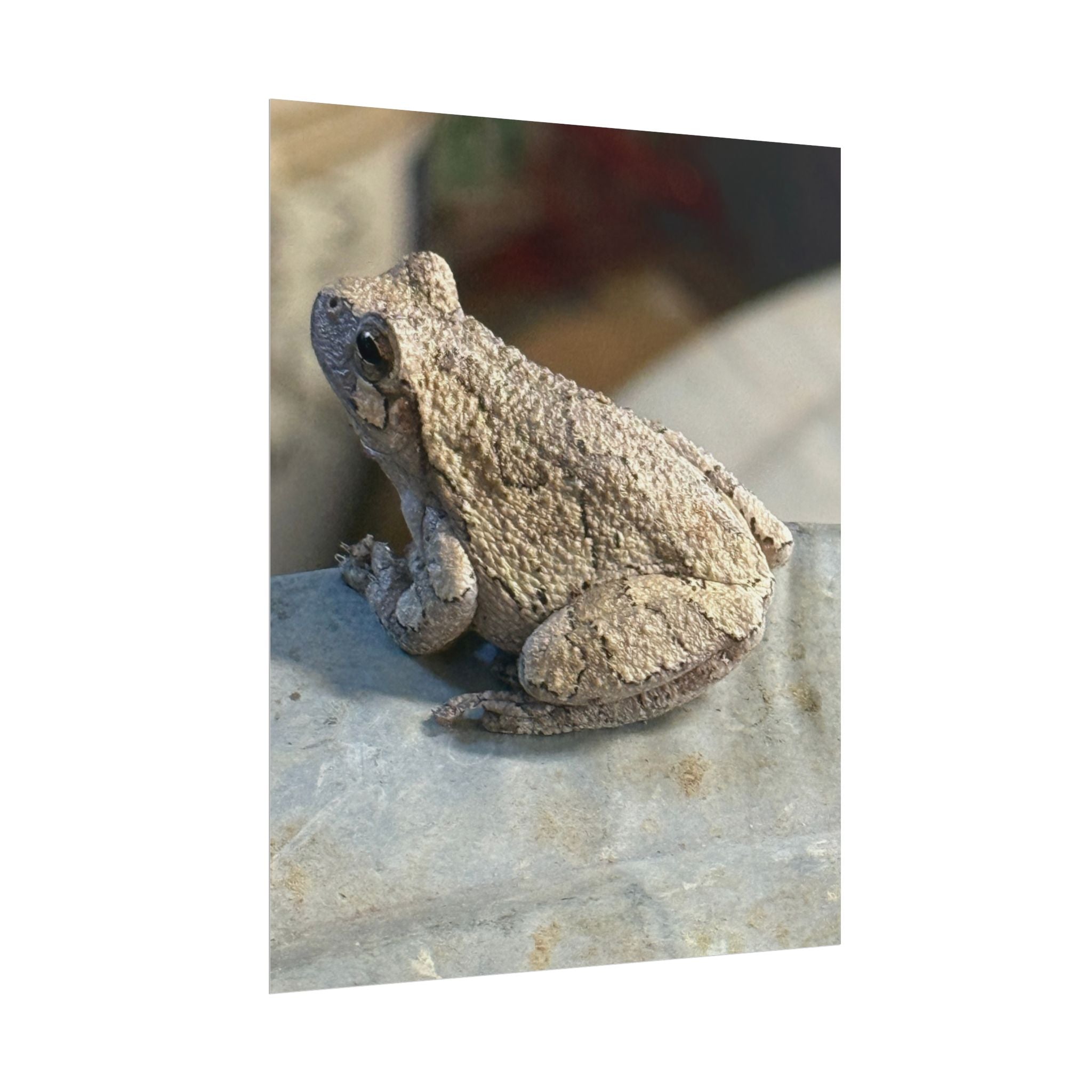 Tree Frog Photography Poster – Nature Wildlife Rolled Wall Art