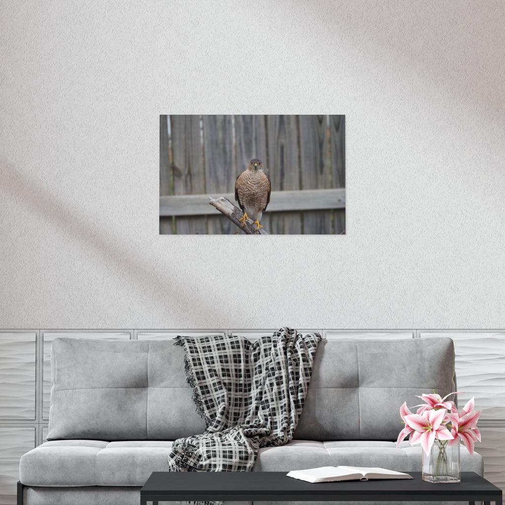 Sharp-Shinned Hawk Photo Poster — Wild Bird Wall Art Print